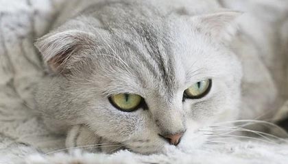 探索最新yy黄频道,体验网络平台的视听新风